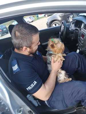 Policjant w radiowozie trzyma psa na kolanach