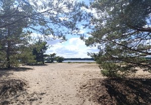 Na zdjęciu widać plaże, drzewa a w oddali wodę