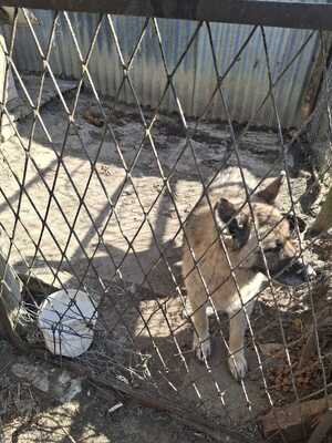 Na zdjęciu widać zaniedbanego psa