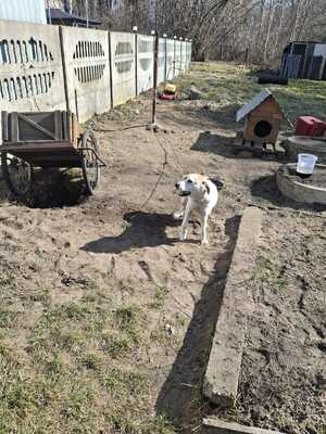 Na zdjęciu widać zaniedbanego psa