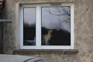 Na zdjęciu widać psa stojącego w oknie na parapecie