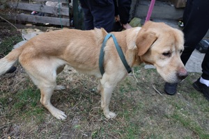 Na zdjęciu wychudzony pies